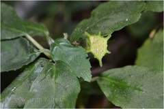 Dorstenia indica